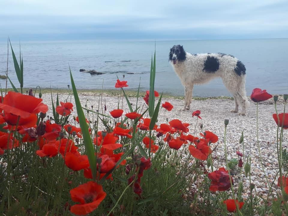 La Doi Pasi De Mare Hotel Vama Veche Kültér fotó